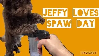 Toy Poodle First Haircut : such a good boy!