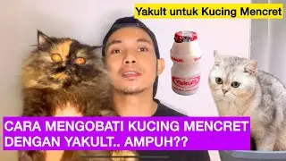 CARA MENGOBATI KUCING MENCRET DENGAN YAKULT - Mengobati kucing diare - Obat kucing mencret ampuh