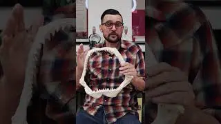 How Many Teeth Sharks Produce in a Lifetime
