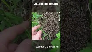 Страшный дикий зверь обнаружен в подмосковных лесах! ШОК! 