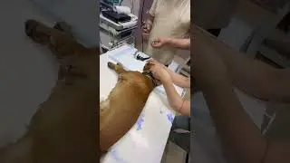 В ухо залетели колоски от сухой травы. Операция по спасению под наркозом #собака #операция #спасение
