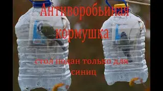 Синицы на антиворобьиной кормушке.
