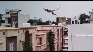 Top 4 Longest jumps by monkey