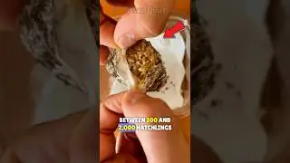 This Is How TARANTULAS Are BORN!🌿🕷️|| Tarantula Egg Sacs 