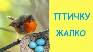 Неуспела птичка отвернутся!#Птичку Жалко!
