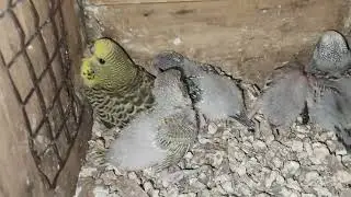 5 chicks growing well mashallah 