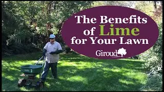 Benefits of Lime Video