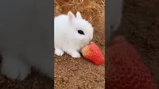🍓 Супер клубника