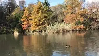 Peaceful beauty in Central Park, NYC