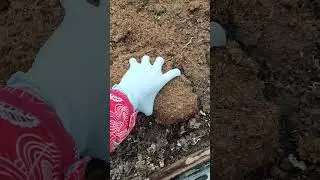 Черенкование прям в грядках. Подготовка места 