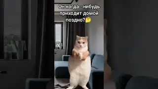 #youtube #рекомендации #мем #cat #юмор всех с новым видео! 😁✯