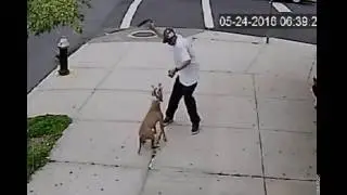 Man slashed on face after intervening to stop dog beating