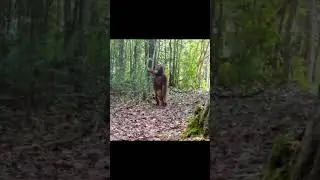 Приехали? Смешная озвучка!