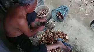 Buah Pinang Kering