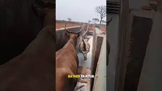 Cows Cleaning in America 🤯