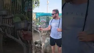 Parrot Going to Town on the Nom Noms