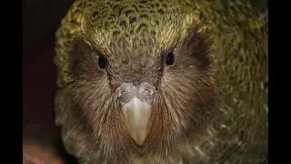 The Adventures of Uri the kākāpō
