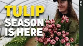 How To Grow Tulips Like A PRO Flower Farmer | With Chloe Roy Of Floramama