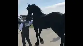 лошадь америка
