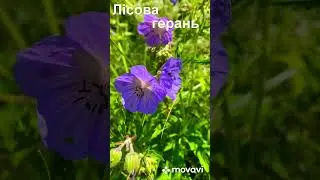 #shorts #буковина #гори  Лісова герань та гора…