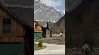 Корови та в Альпах корови