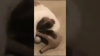 Самое смешное видео в мире 0019 🤣 