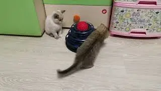 Шотландские и Британские котятки, кошечки и котики в продаже 89686112288.