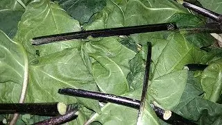 If you want to attract money and bewitch people, do this with these leaves | Dhana Aakarshana Tan...