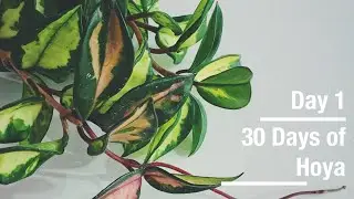 Hoya carnosa | 30 Days of Hoya - 1 of 30