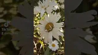 С Днём Семьи Любви и Верности