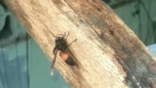 Lebah Kayu