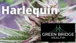 Harlequin Cannabis Strain