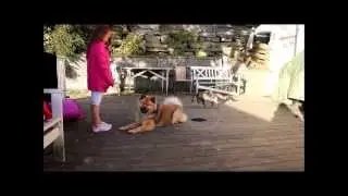 Clicker training target