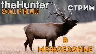theHunter: Call of the Wild. Ночной стрим.