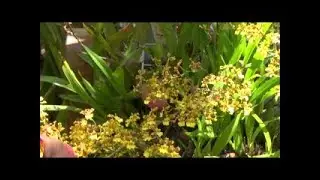 Как Онцидиум Растет На Дереве. Уход. Oncidium On Tree. Oncidium sphacelatum.