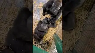 Mum and auntie are looking after the new baby!  #gorilla #gorillababy