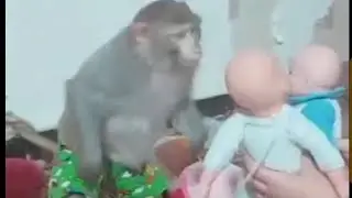 baby Monkey's strange fear of dolls