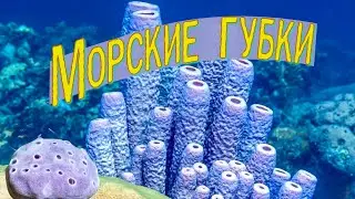 Морские губки | Познавательное видео | Удивительный мир беспозвоночных