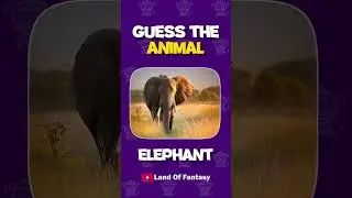 Guess The Animal in 3 seconds Challenge 2 🦝🦒🦁 !!! #quiz #puzzlegame