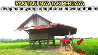 UNTUNG DIREKAM !! Rajanya belut sawah bersarang dibawah gubuk pak tani