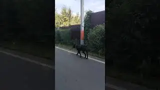 Кане Корсо Ранним Утром! 🔥