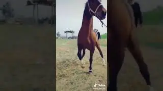 лошадь