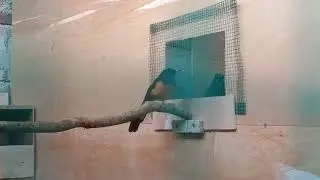 Murai batu jabtan merayu murai betina.