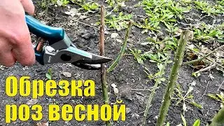 Обрезка роз весной
