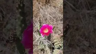 Cactus Flower #desertblooming #cactusflowers