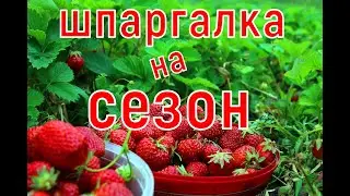 ШПАРГАЛКА по КЛУБНИКЕ! Уход на сезон! От А до Я!