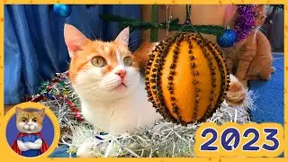 Встречаем Новый Год все вместе! Необычное украшение для елки - Pomander. Лучшие моменты 2022 года