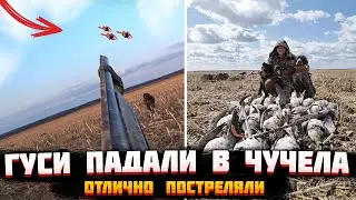 №120 Гуси падали в чучела / Открытие сезон охоты на гуся 2022 / Отлично постреляли.