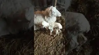 Очередное пополнение