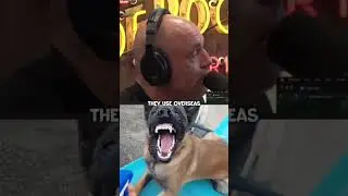 Joe Rogan On Jon Jones’ Robber